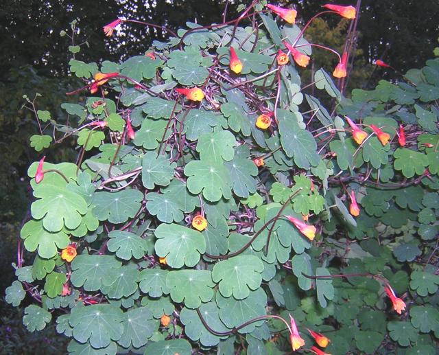 Capucine tubéreuse (Tropaeolum tuberosum) : plantation, culture et récolte