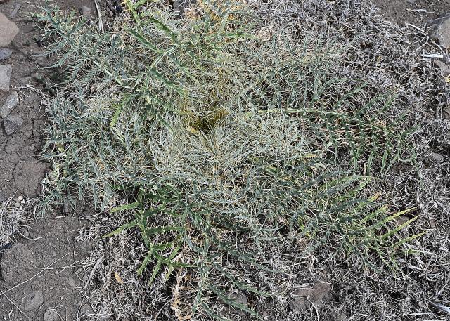 Cardon (Cynara cardunculus) : semis, culture, blanchiment et récolte