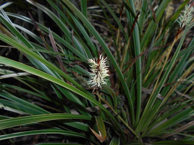 Carex (Carex morrowii) : plantation, entretien et taille
