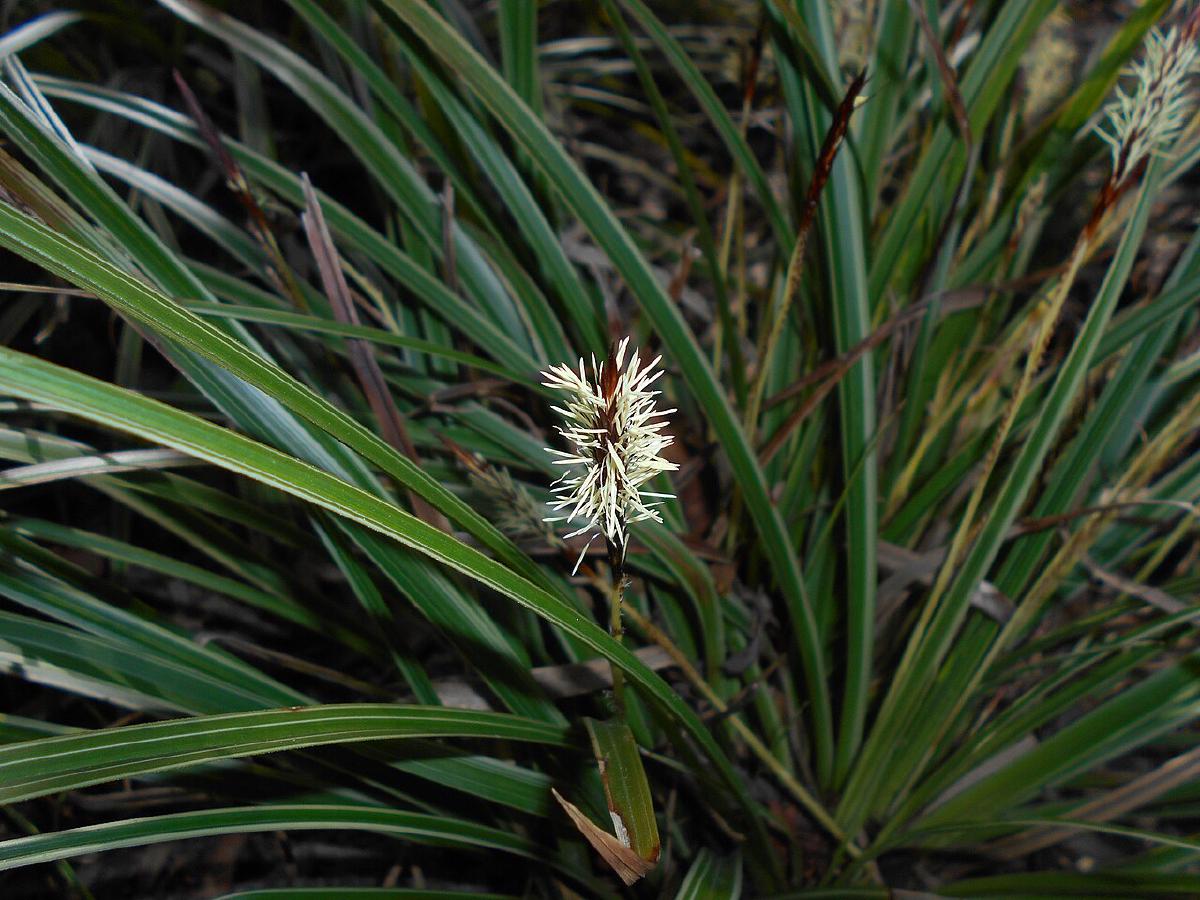 Carex
