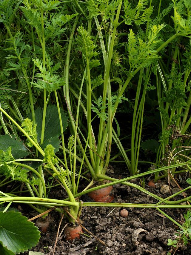 Carotte (Daucus carota subsp. sativus) : semis, culture et récolte