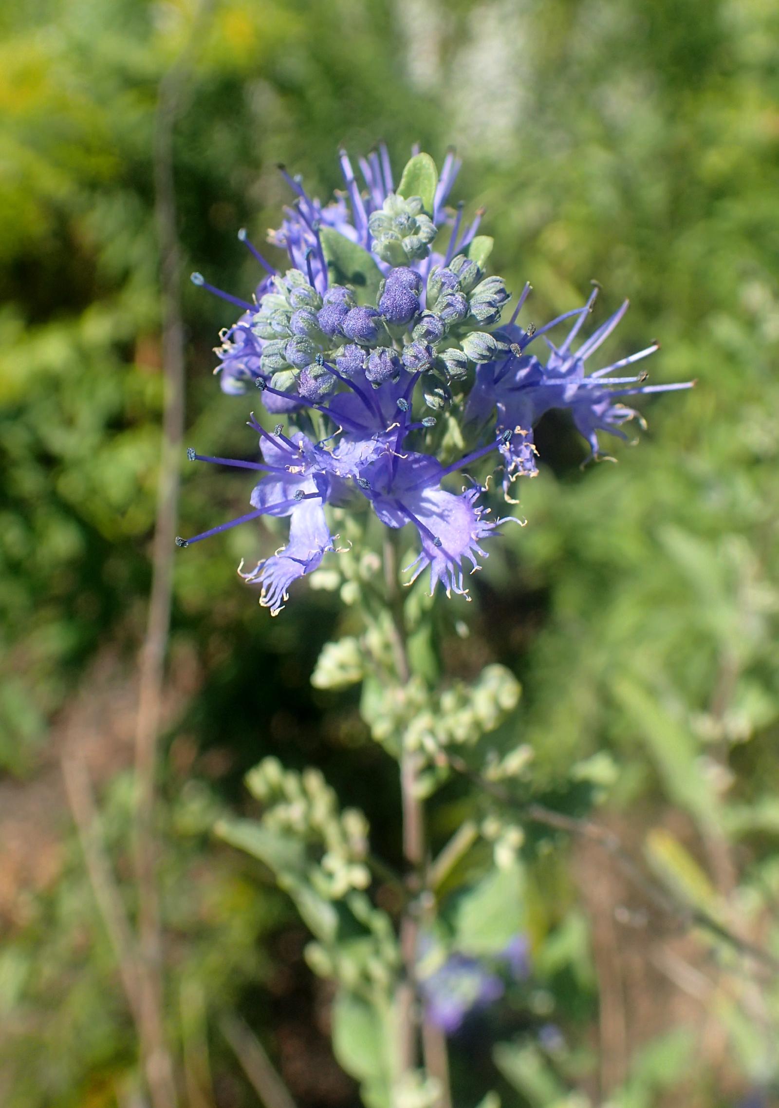 Caryopteris