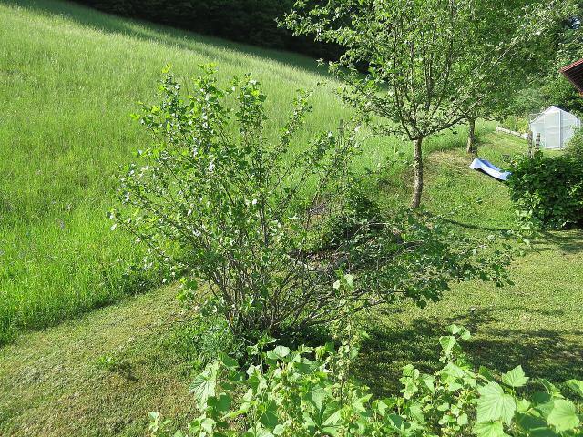 Caseille (Ribes × nidigrolaria) : plantation, taille et entretien