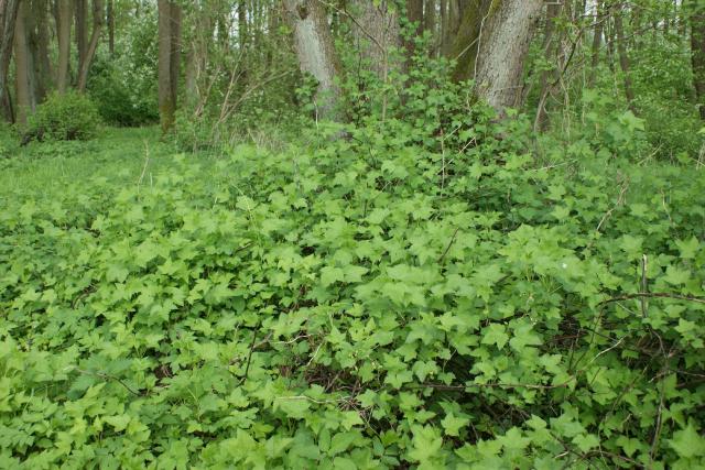 Cassissier (Ribes nigrum) : plantation, taille et entretien