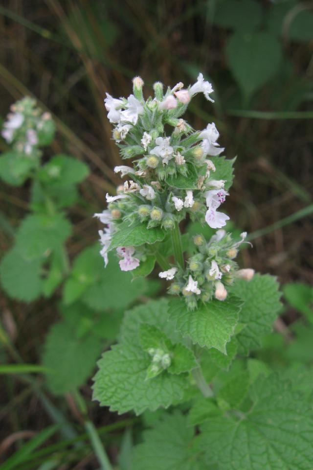 Cataire (Nepeta cataria) : culture, entretien et usage au jardin
