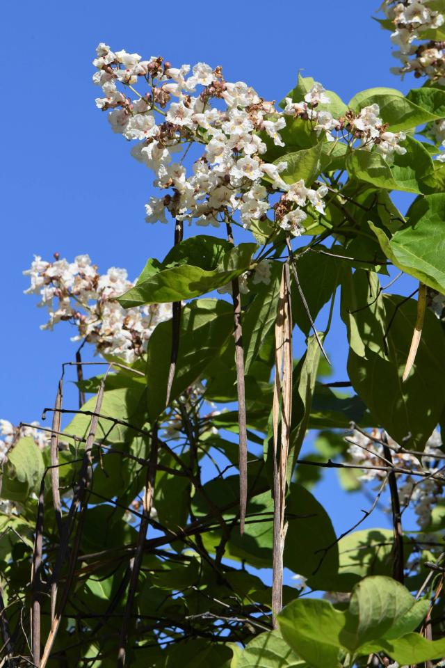 Catalpa (Catalpa bignonioides) : plantation, taille et entretien