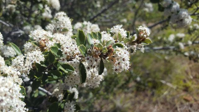 Céanothe (Ceanothus) : plantation, taille et entretien