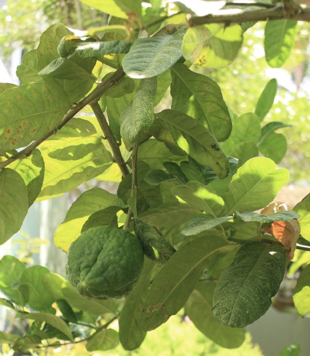Cédratier (Citrus medica) : plantation, culture en pot et entretien