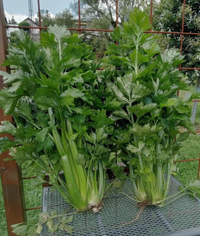 Celeri branche (Apium graveolens var. dulce) : semis, culture et recolte
