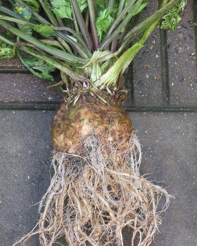 Céleri-rave (Apium graveolens var. rapaceum) : semis, culture et récolte