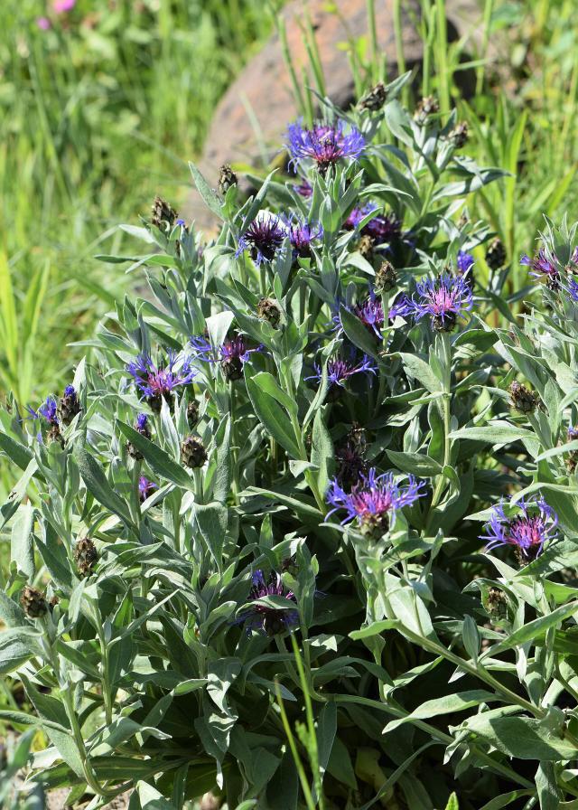 Centaurée des montagnes (Centaurea montana) : plantation, entretien et floraison