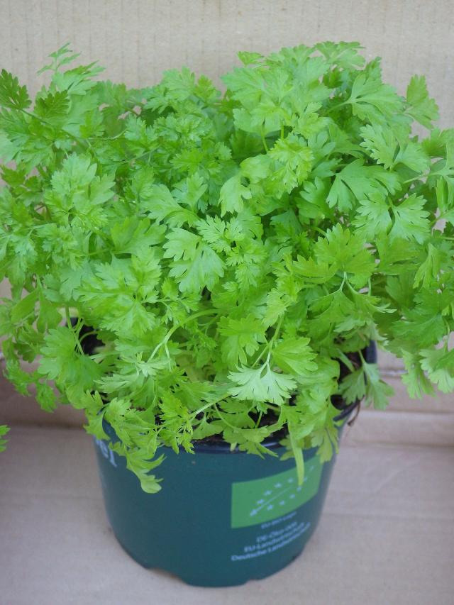 Cerfeuil (Anthriscus cerefolium) : semis, culture et entretien