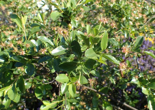 Cerisier nain (Prunus fruticosa) : plantation, taille et entretien
