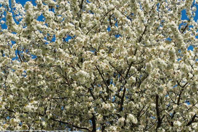Cerisier (Prunus avium) : plantation, taille et entretien