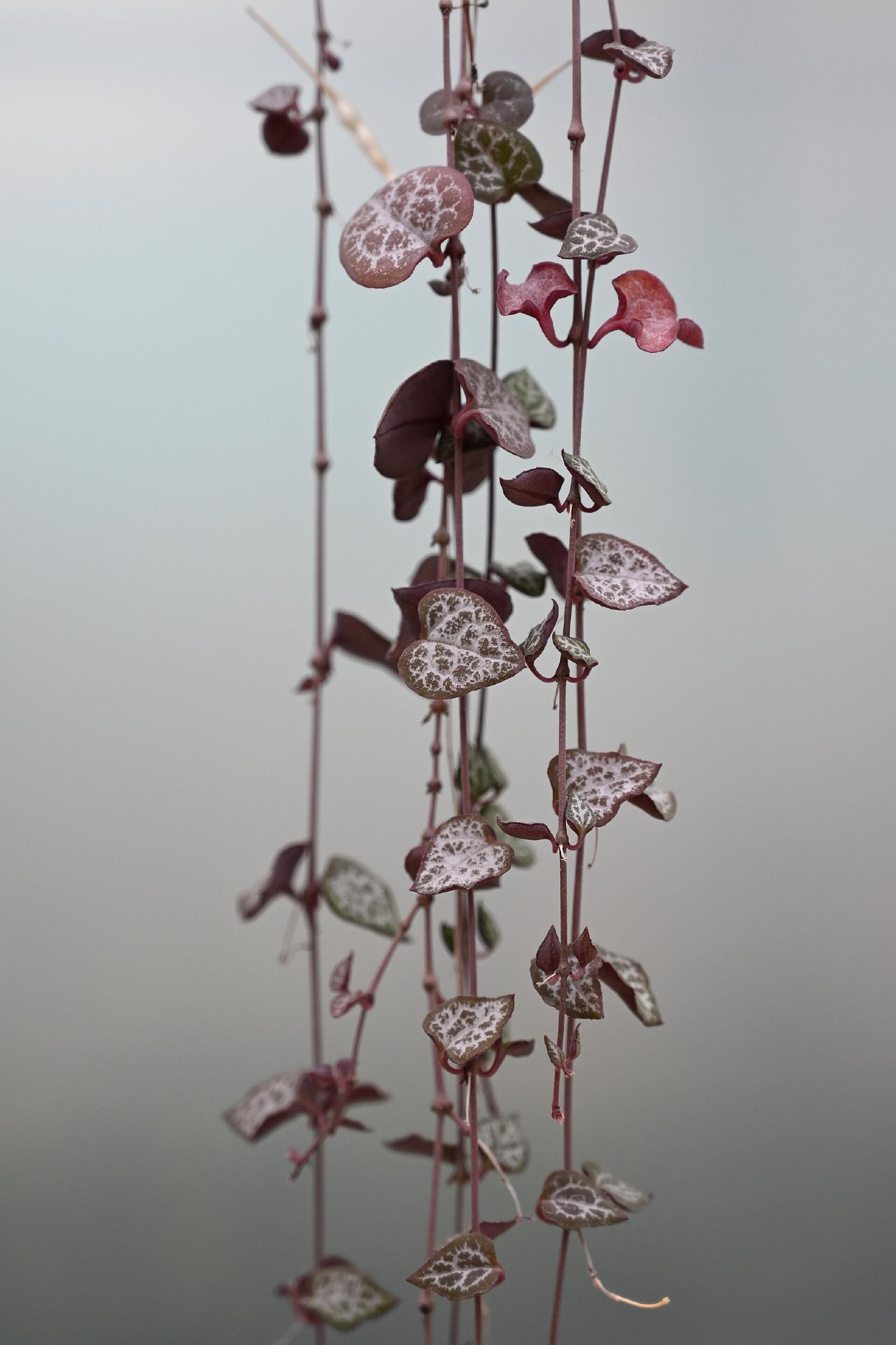 Chaine des coeurs