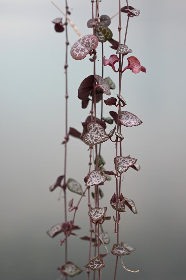 Ceropegia woodii (chaine des coeurs) : entretien, arrosage et bouturage