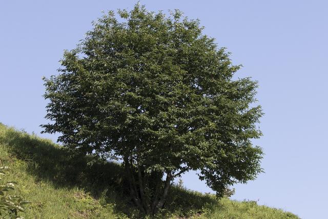 Châtaignier (Castanea sativa) : plantation, entretien et récolte