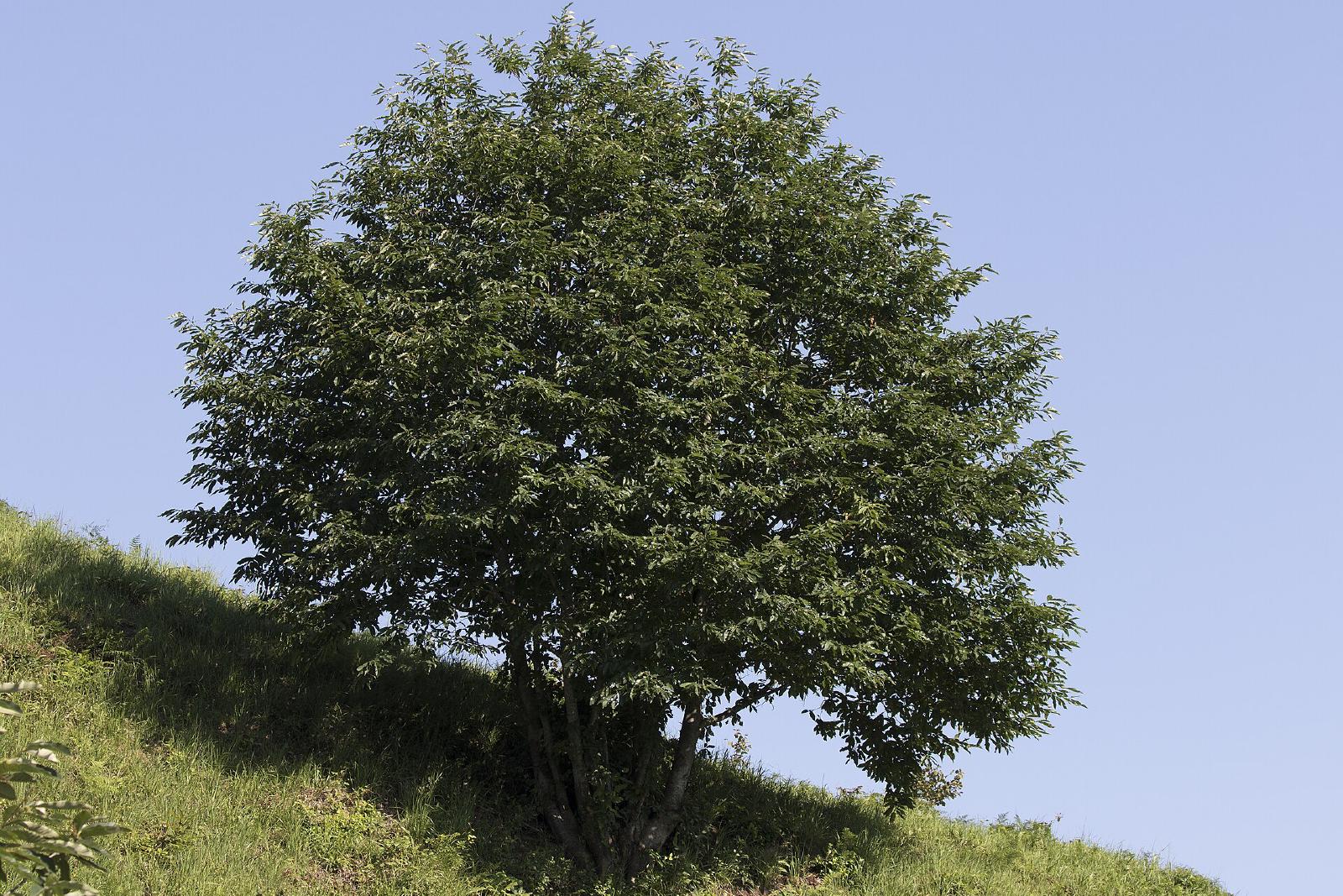 Châtaignier
