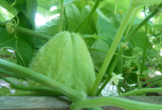 Chayotte (Sechium edule) : plantation, culture et récolte