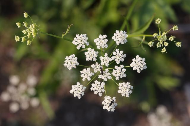 Chervis (Sium sisarum) : plantation, culture et récolte