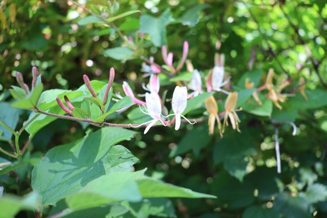 Chèvrefeuille (Lonicera) : plantation, taille et entretien
