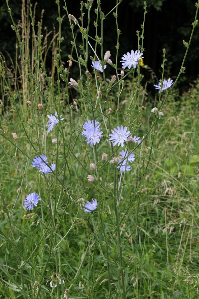 Chicorée (Cichorium intybus) : semis, culture et récolte