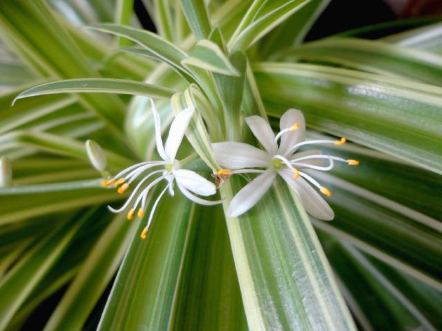 Chlorophytum (plante araignee) : entretien, arrosage et bouturage en interieur