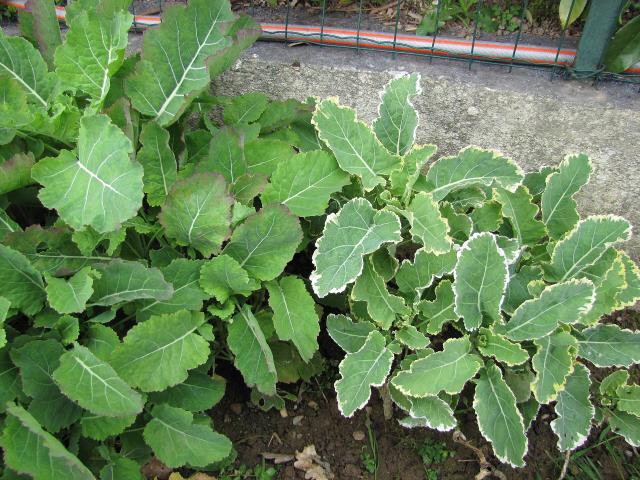 Chou de Daubenton (Brassica oleracea var. ramosa) : culture, bouturage et récolte