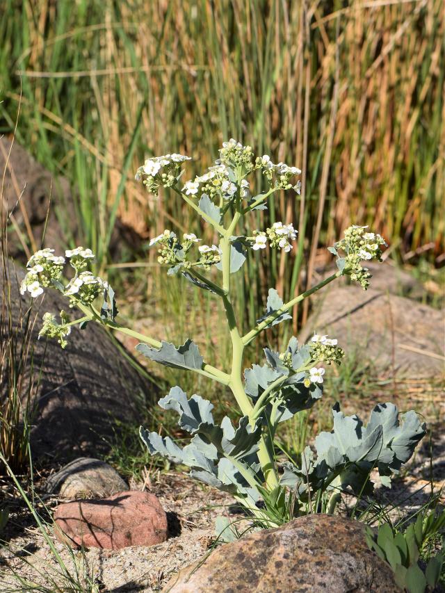 Chou marin (Crambe maritima) : culture, blanchiment et récolte