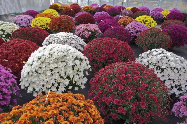 Chrysanthème (Chrysanthemum × morifolium) : plantation, entretien et floraison