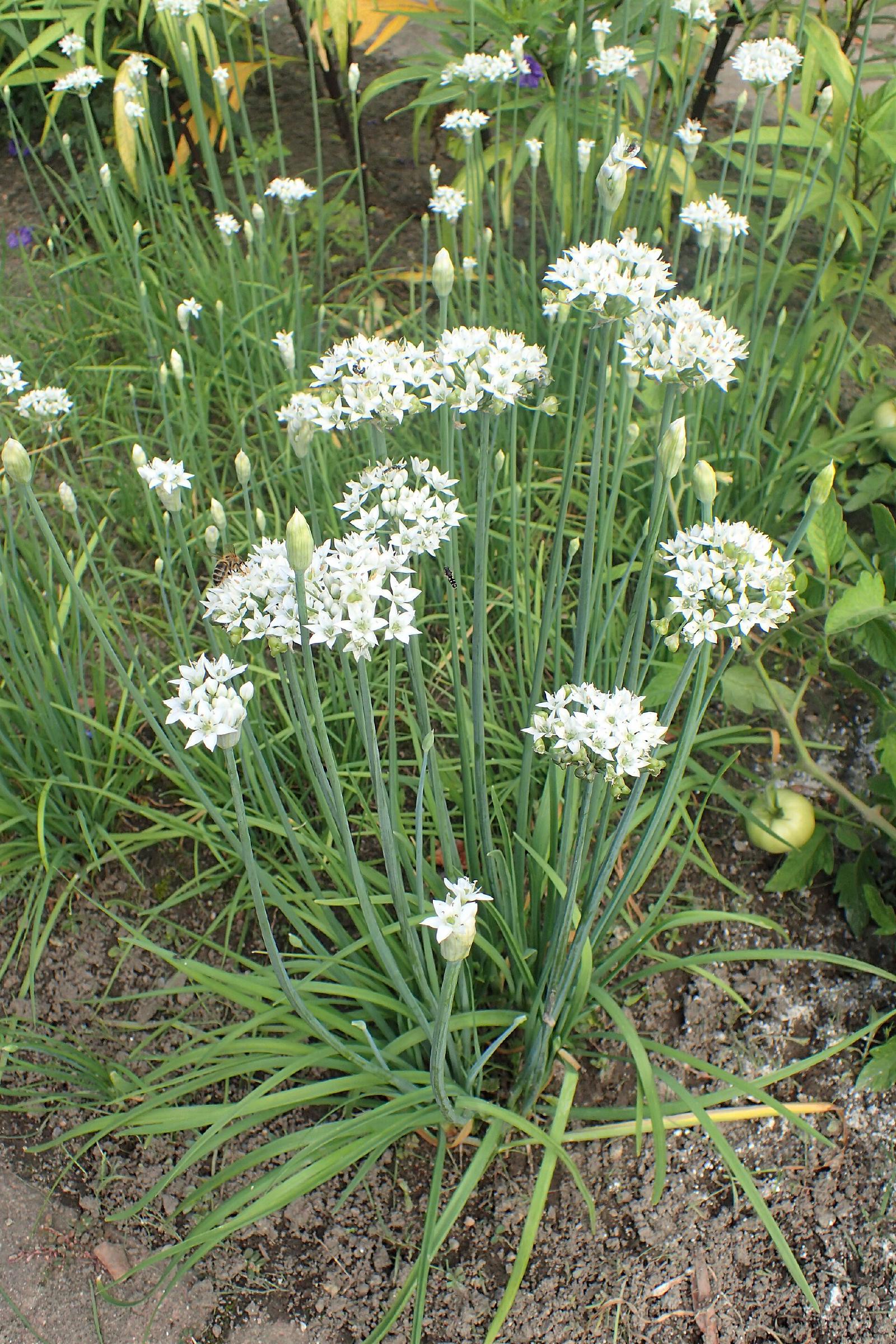 Ciboule de Chine