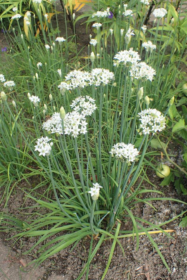Ciboule de Chine (Allium tuberosum) : semis, culture et récolte