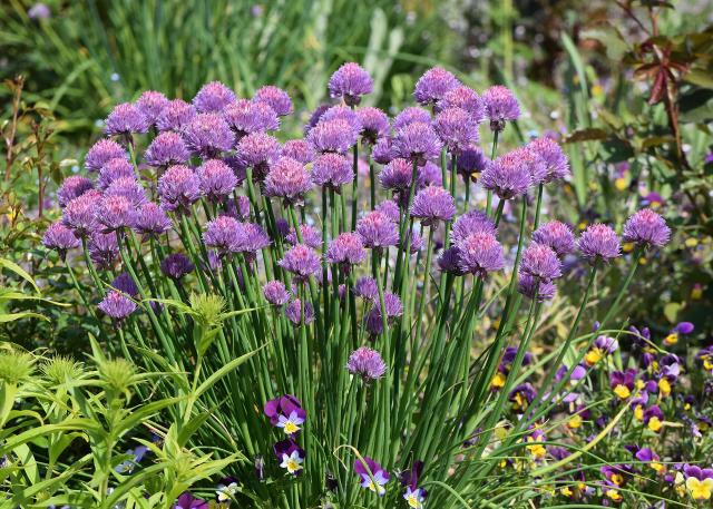 Ciboulette (Allium schoenoprasum) : semis, plantation et entretien