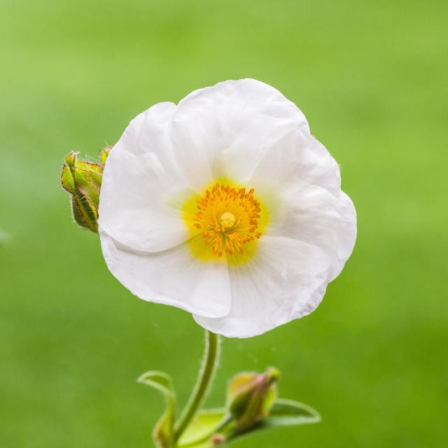 Ciste (Cistus) : plantation, taille et entretien