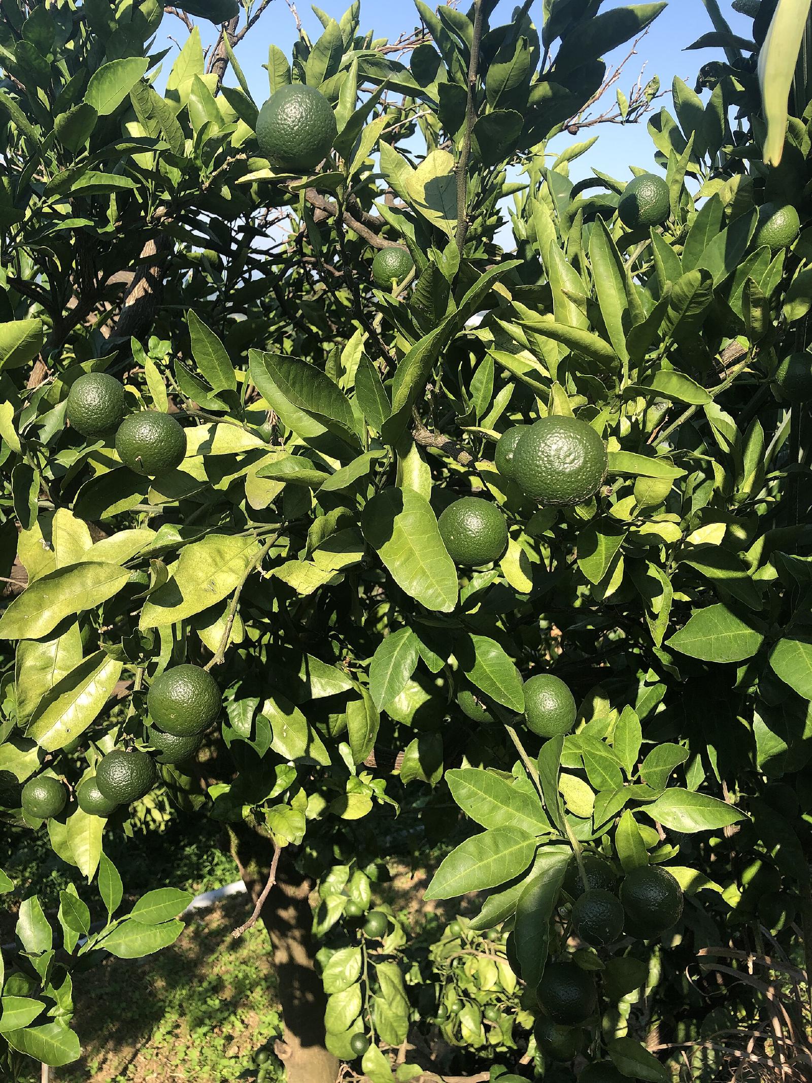 Citron vert