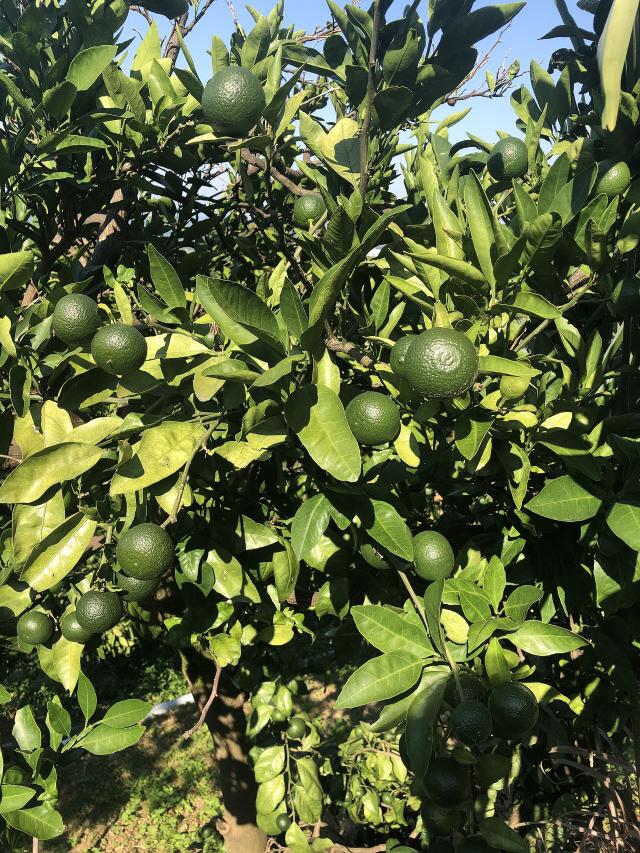 Citron vert (Citrus × aurantiifolia) : culture, entretien et récolte