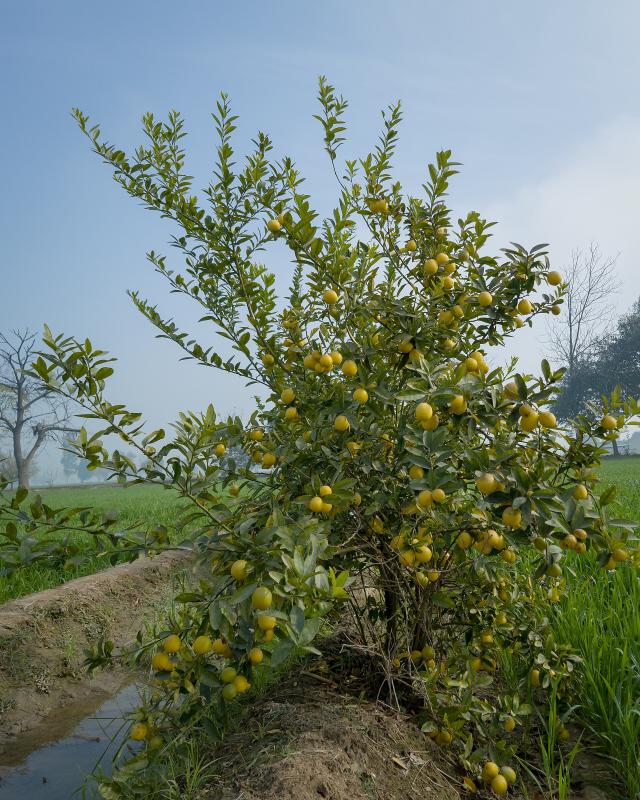 Citronnier (Citrus limon) : plantation, taille et entretien