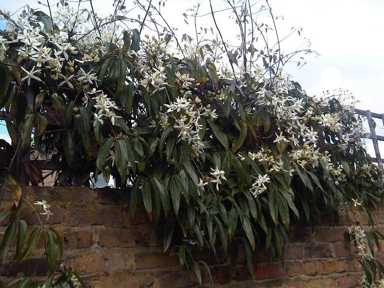 Clématite armandii