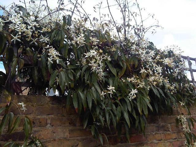 Clématite armandii (Clematis armandii) : plantation, taille et entretien