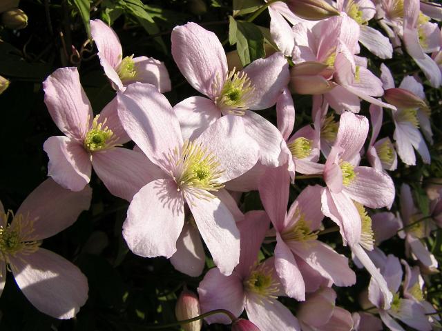 Clématite montana (Clematis montana) : plantation, taille et entretien