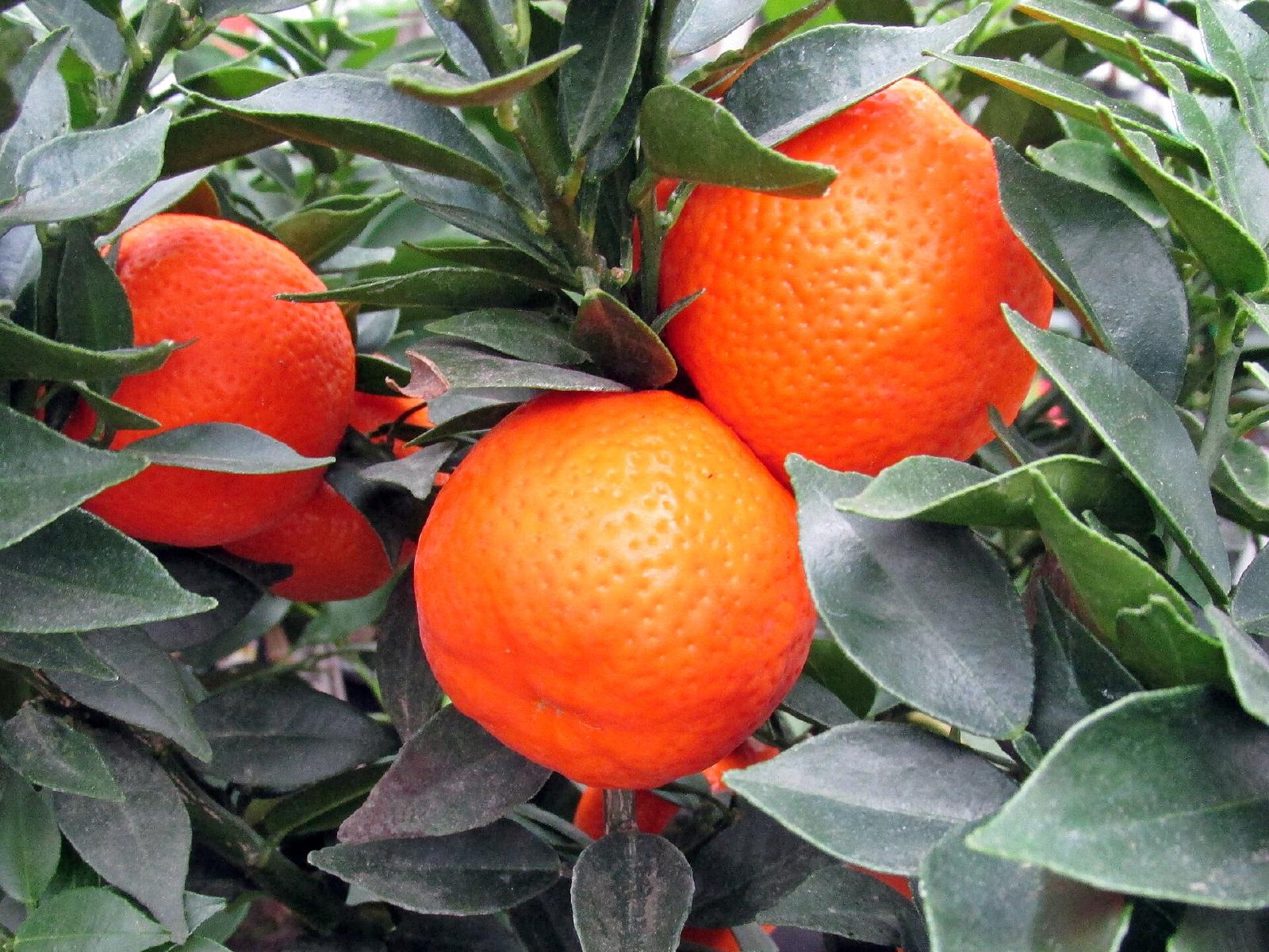 Clementinier
