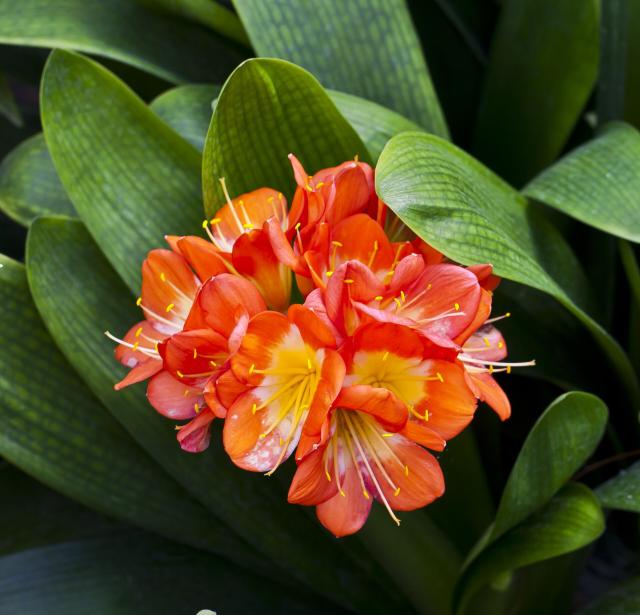 Clivia (Clivia miniata) : culture, arrosage et floraison