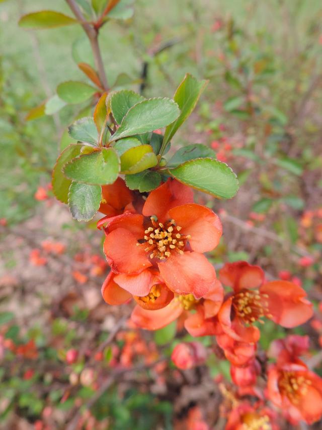 Cognassier du Japon (Chaenomeles japonica) : plantation, taille et entretien