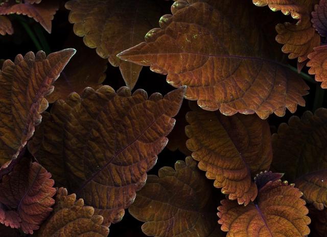 Coleus (Coleus scutellarioides) : plantation, entretien et hivernage