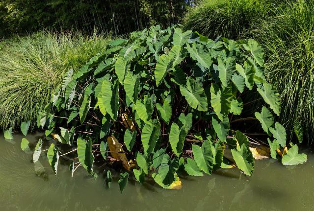 Colocasia (oreille d'elephant) : plantation, entretien et hivernage