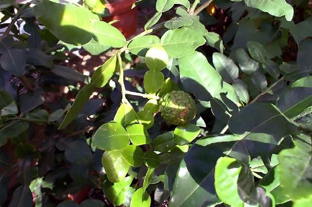 Combava (Citrus hystrix) : plantation, culture en pot et entretien