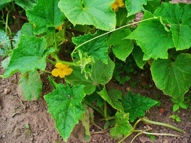 Concombre (Cucumis sativus) : semis, plantation et culture