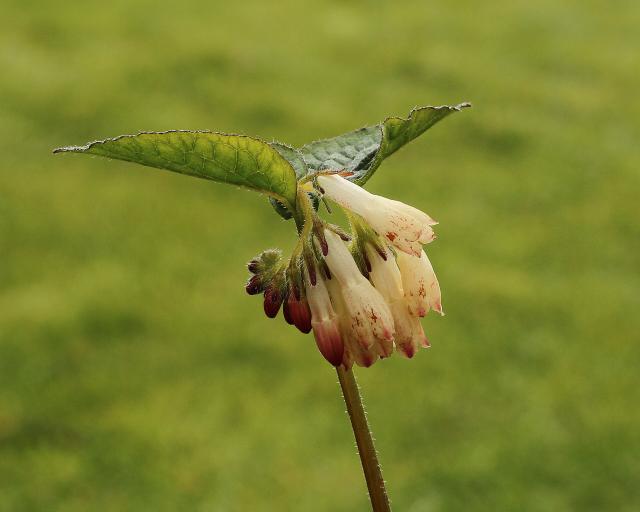 Consoude (Symphytum officinale) : plantation, entretien et usages au jardin
