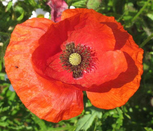 Coquelicot (Papaver rhoeas) : semis, culture et entretien