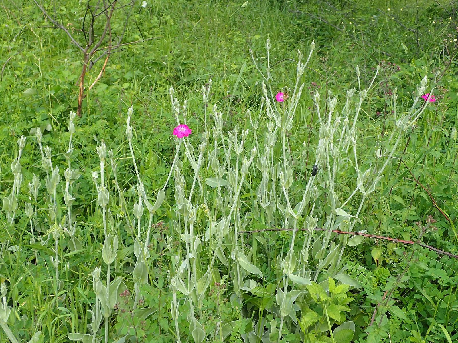 Coquelourde des jardins